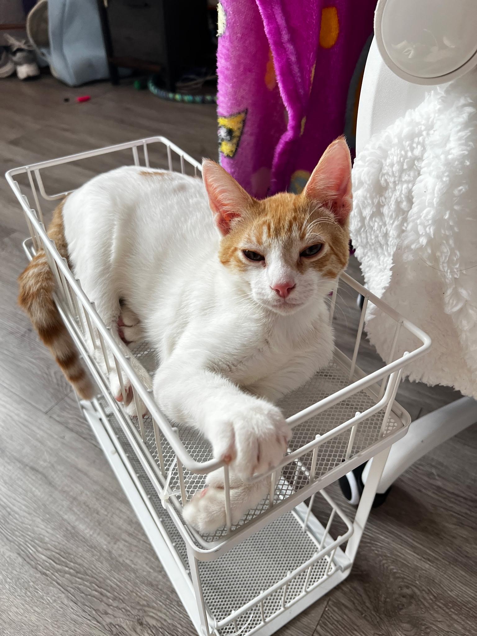 KEVIN & TOBY N. - gentle bonded souls