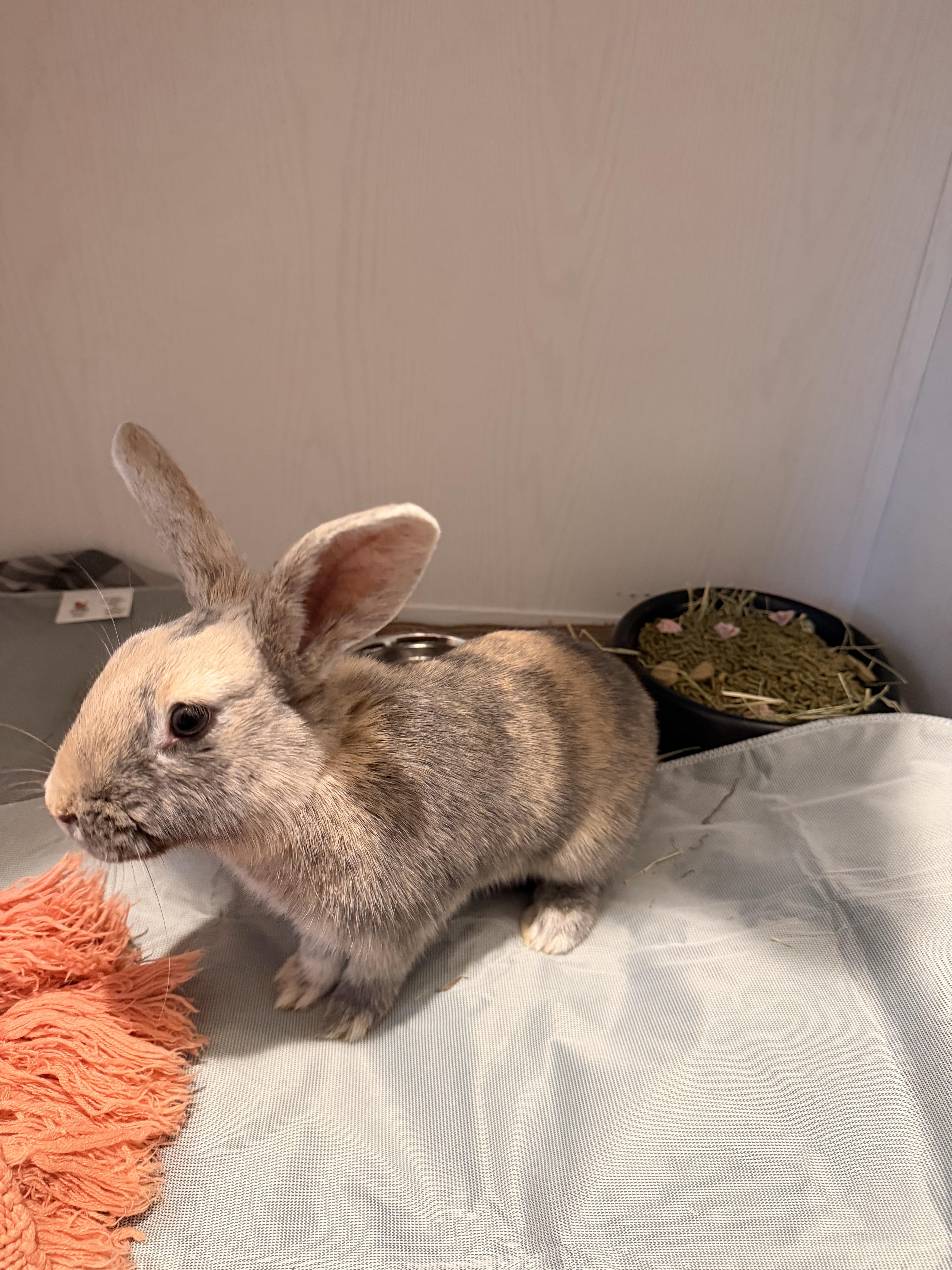 Enlarge Goop, a Adoptable mixed breed in candler, NC image 2/3