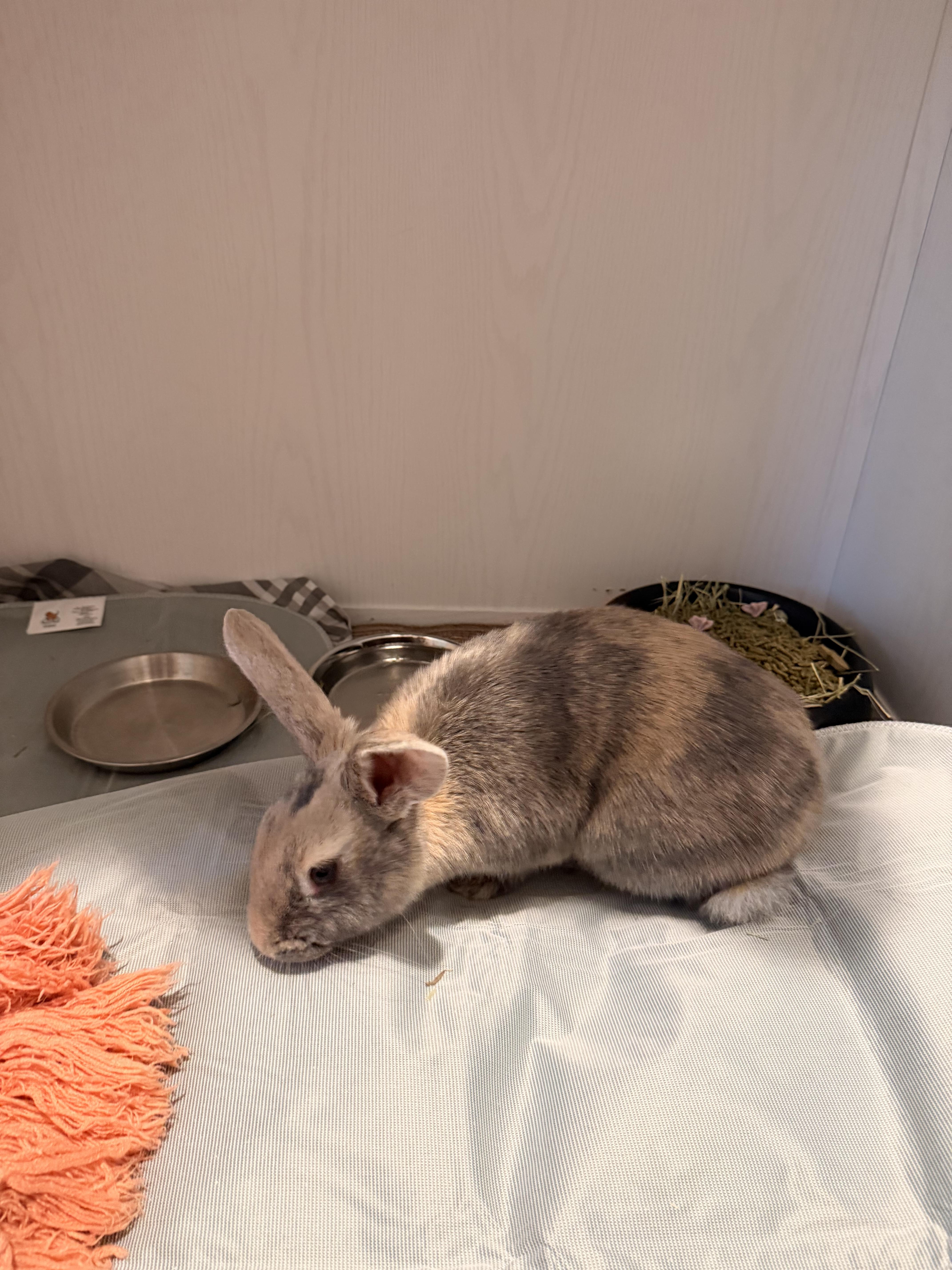 Enlarge Goop, a Adoptable mixed breed in candler, NC image 3/3
