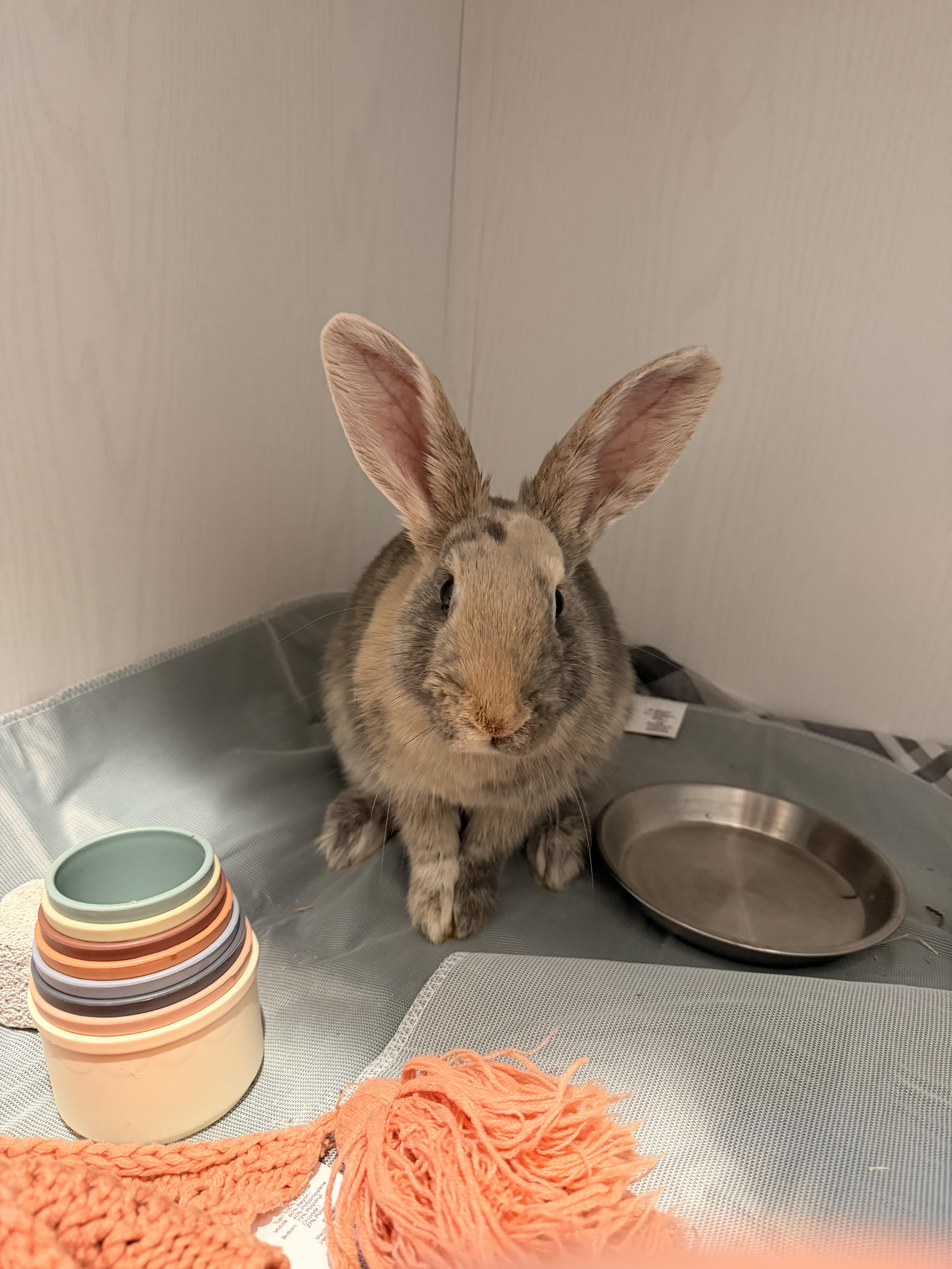 Enlarge Goop, a Adoptable mixed breed in candler, NC image 1/3