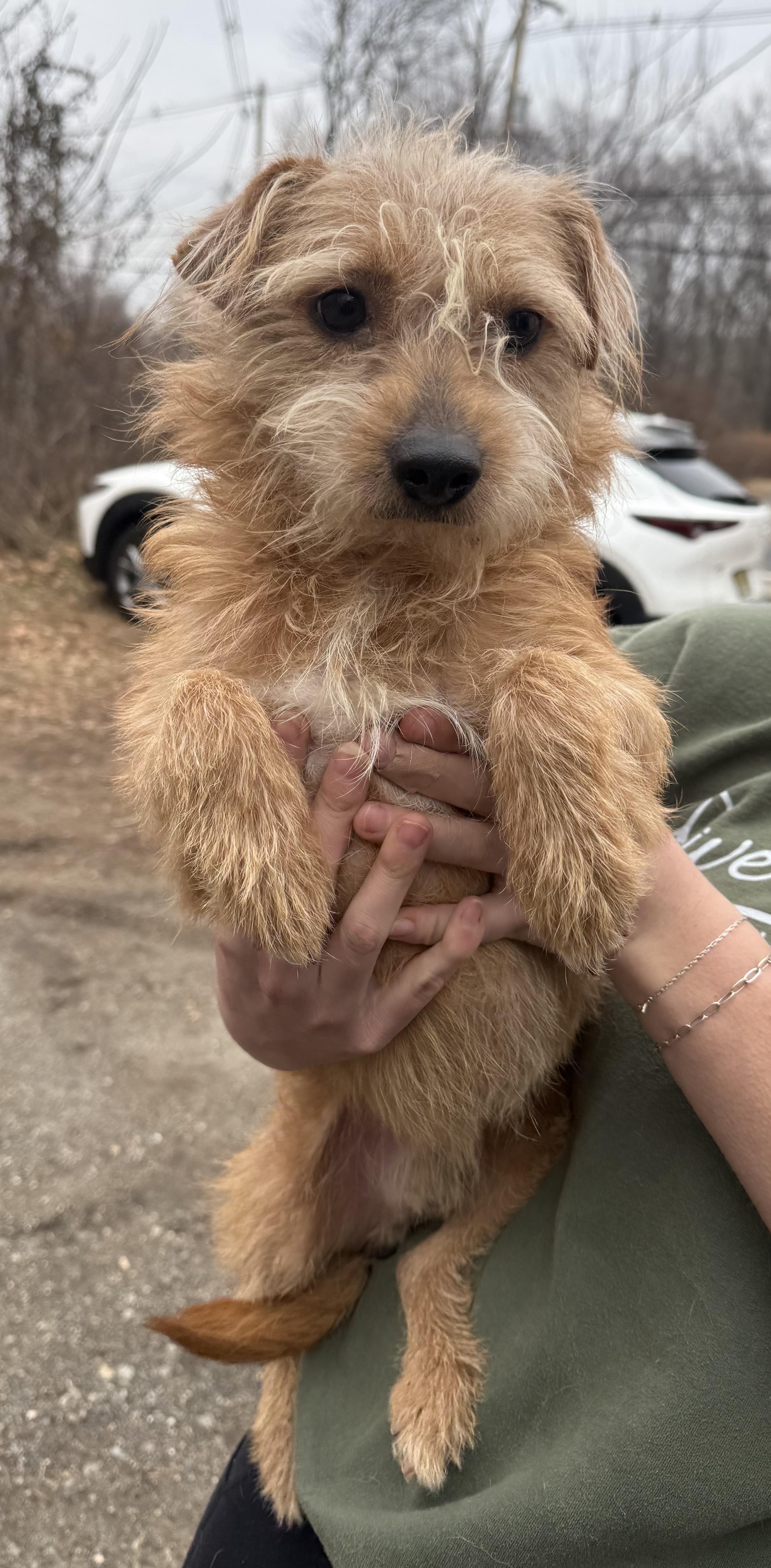 happy, a ADOPTABLE mixed breed in Wanaque, NJ image 1/2