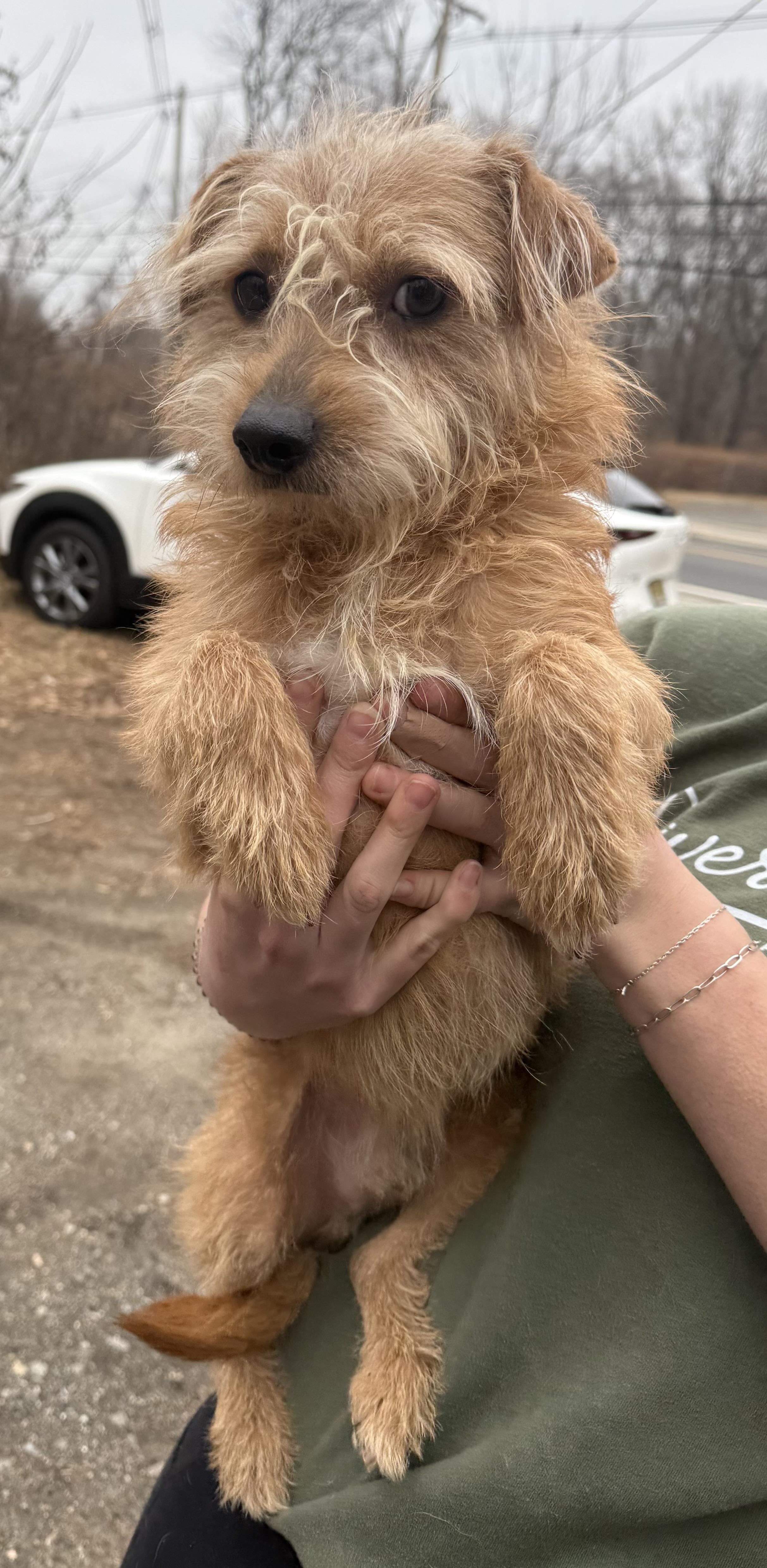 happy, a ADOPTABLE mixed breed in Wanaque, NJ image 2/2