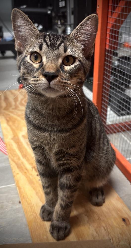 Enlarge Ziggy, a Adoptable Domestic Short Hair in Omaha, NE image 1/4