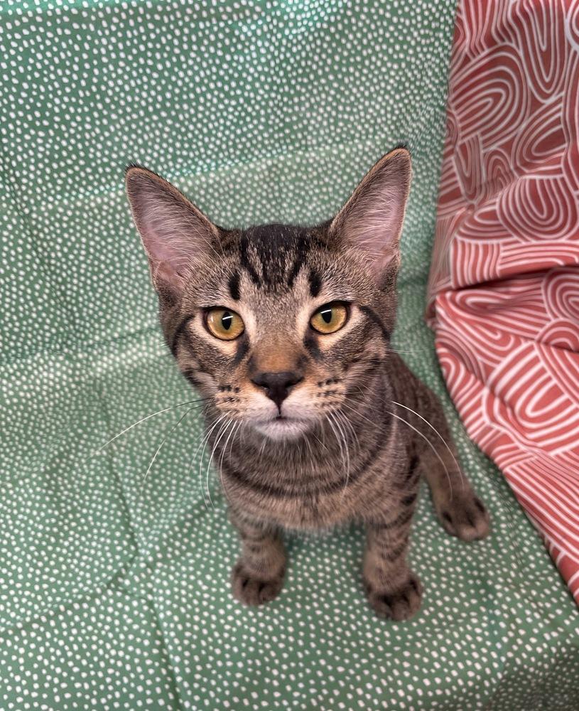 Enlarge Ziggy, a Adoptable Domestic Short Hair in Omaha, NE image 2/4