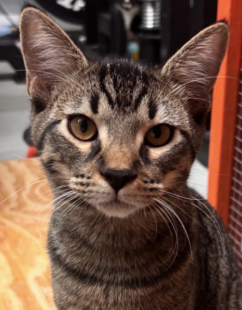 Enlarge Ziggy, a Adoptable Domestic Short Hair in Omaha, NE image 3/4