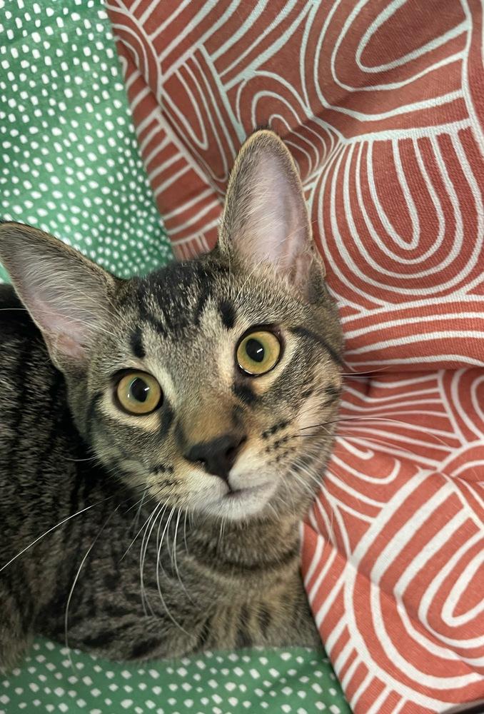 Enlarge Ziggy, a Adoptable Domestic Short Hair in Omaha, NE image 4/4