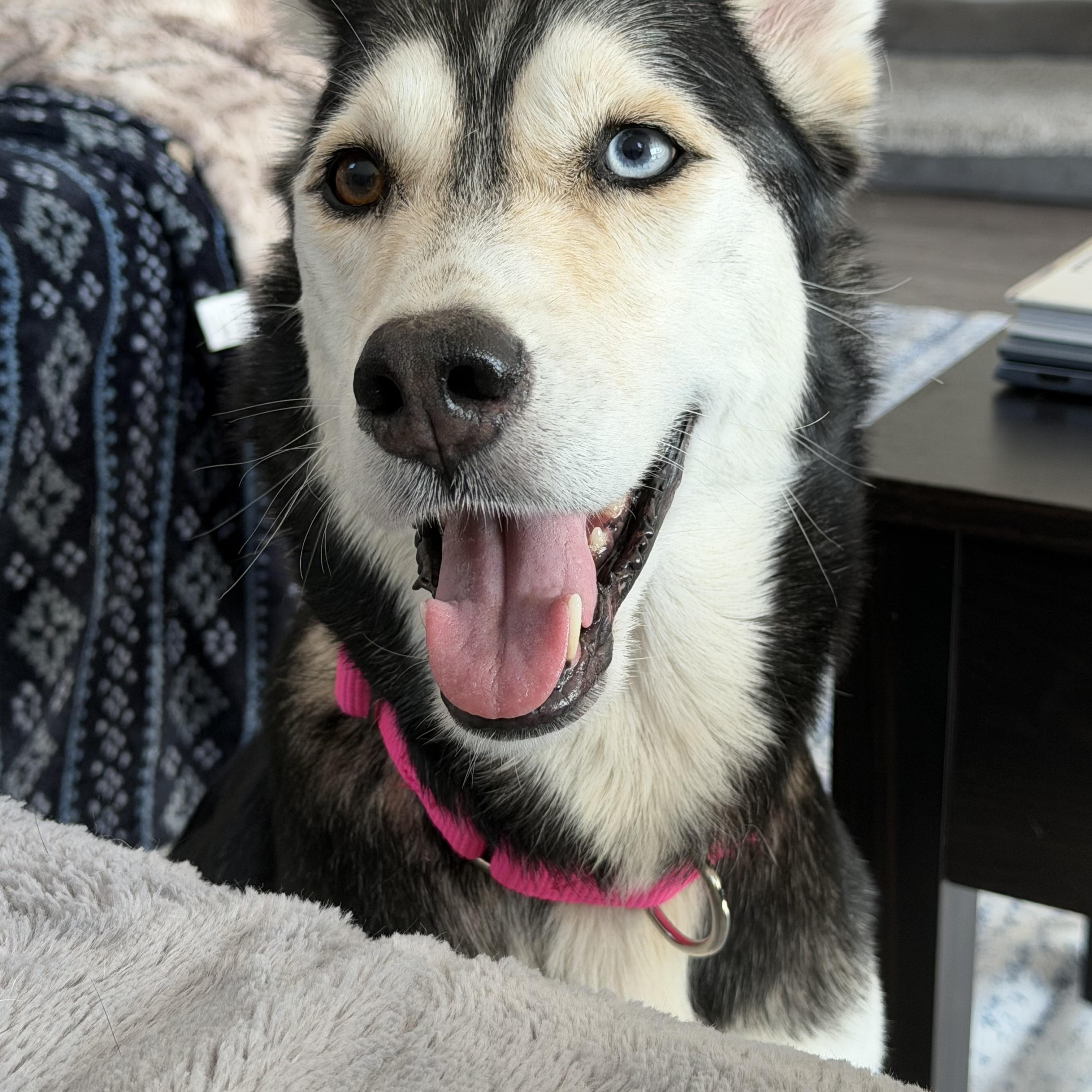 Enlarge Luna, a ADOPTABLE mixed breed in Calabash, NC image 6/6