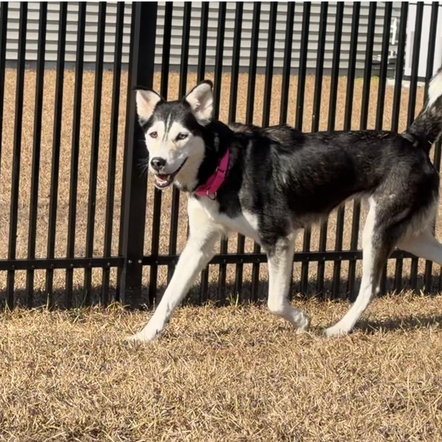 Enlarge Luna, a ADOPTABLE mixed breed in Calabash, NC image 4/6
