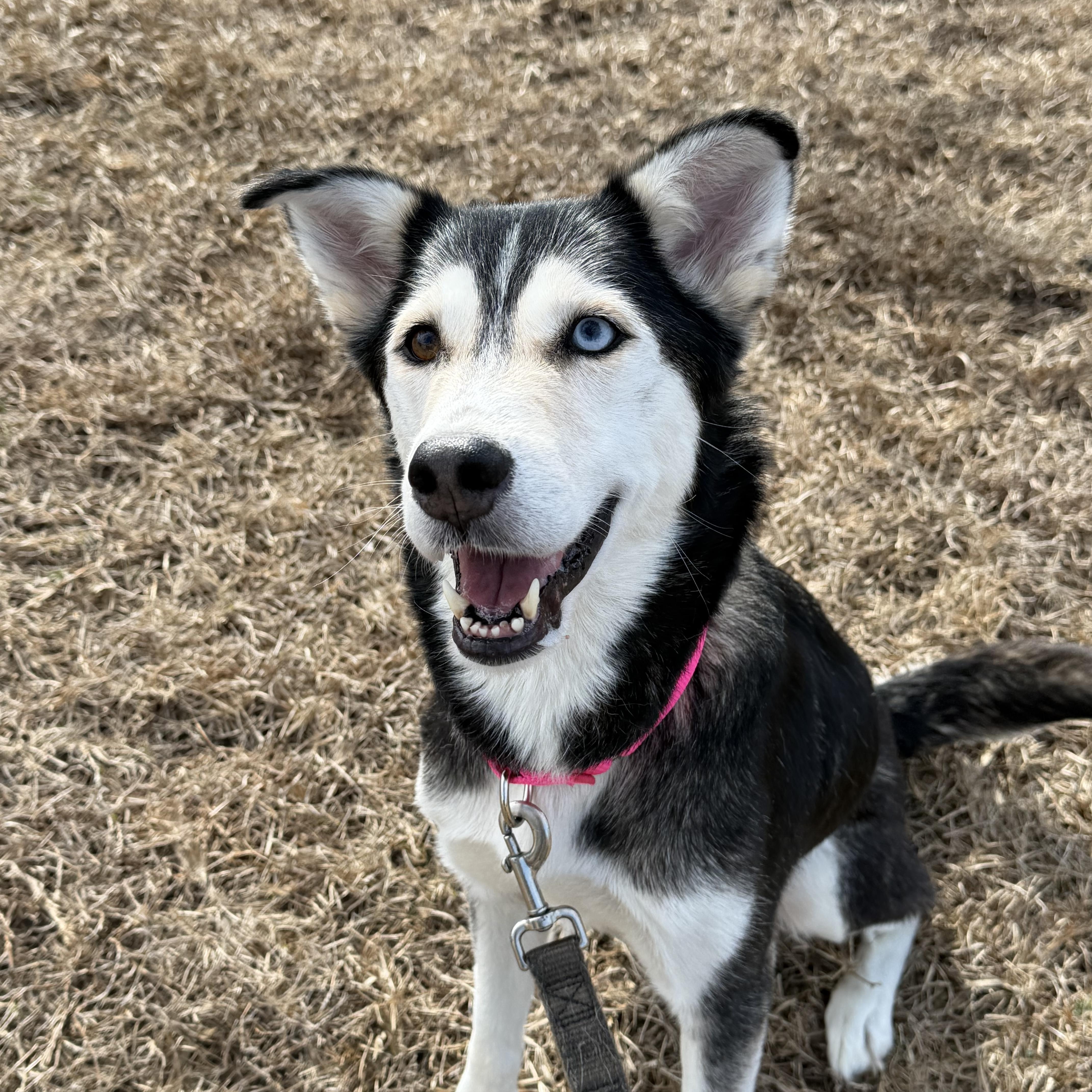 Enlarge Luna, a ADOPTABLE mixed breed in Calabash, NC image 1/6