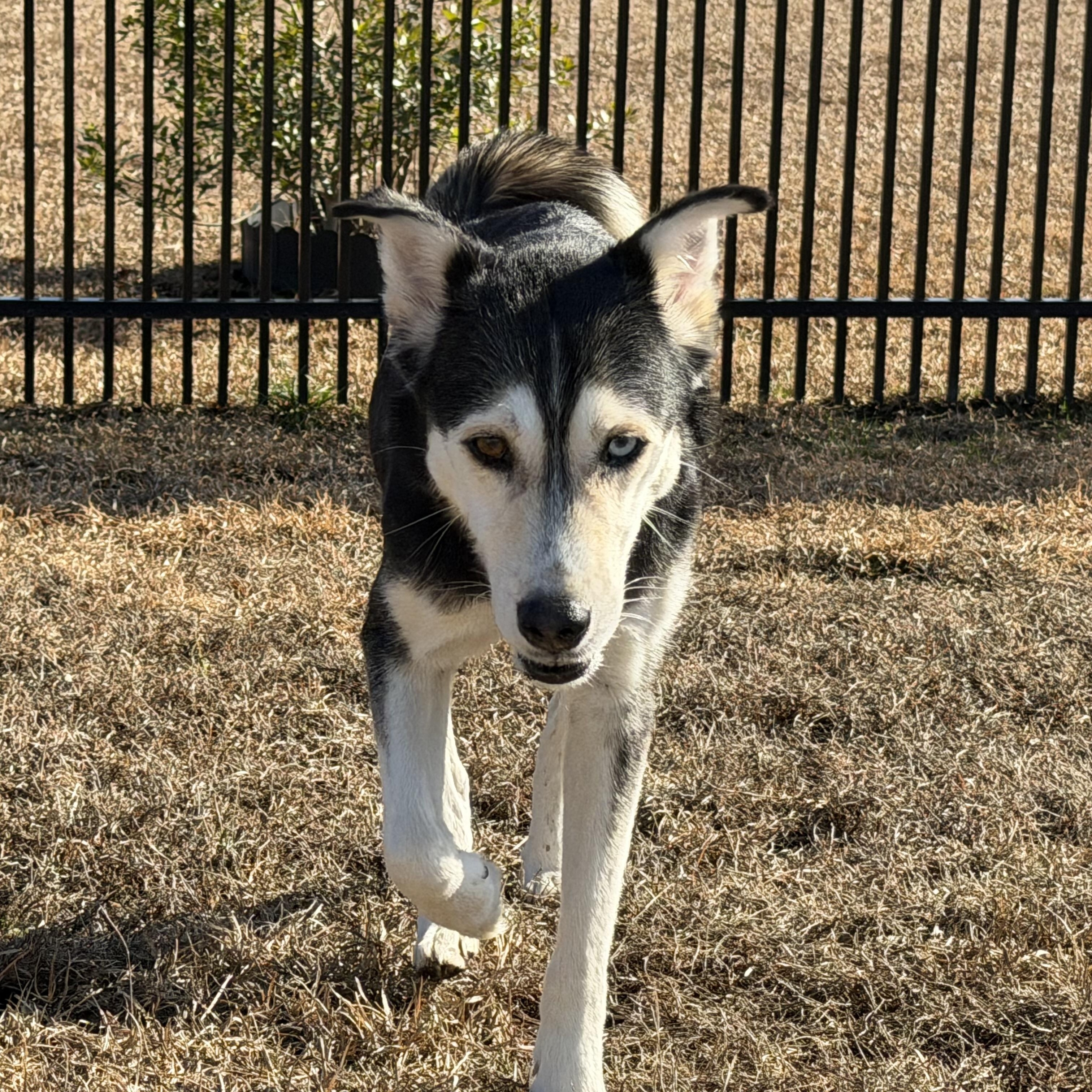 Enlarge Luna, a ADOPTABLE mixed breed in Calabash, NC image 5/6