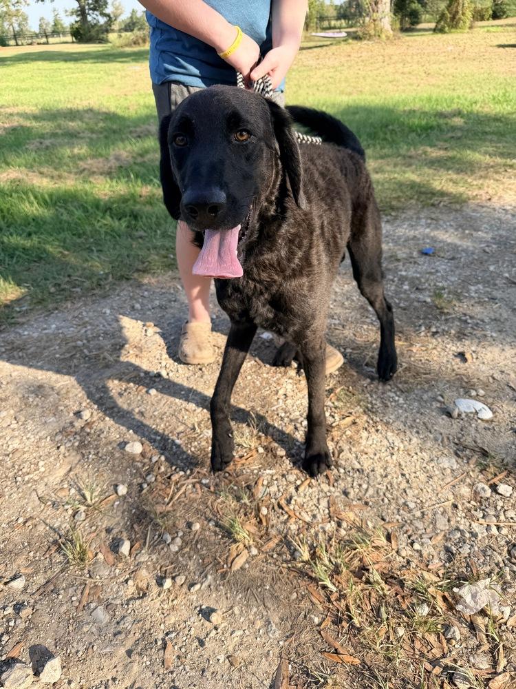 Doreya / Theo, Adoptable, Adult Male Labrador Retriever.