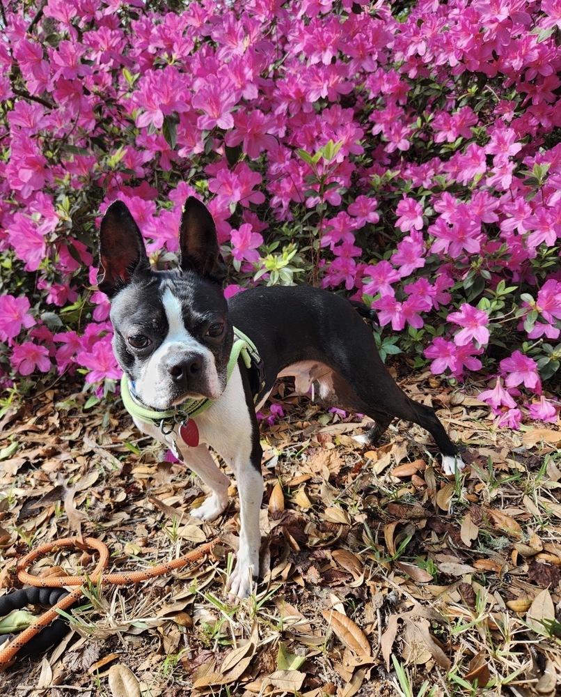 Hank Junior  - 4774 Florida, Adoptable, Adult Male Boston Terrier.