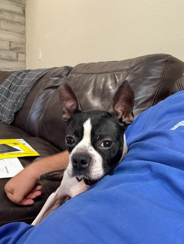 Hank Junior  - 4774 Florida, Adoptable, Adult Male Boston Terrier.