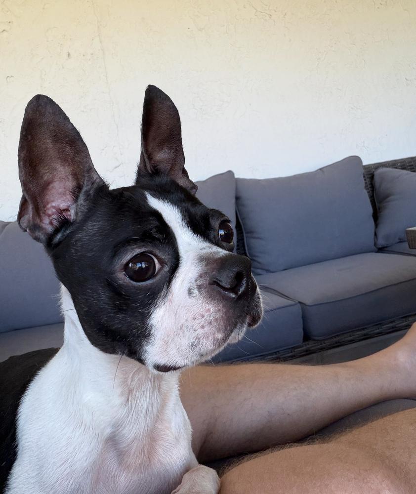 Hank Junior   thumbnail 2