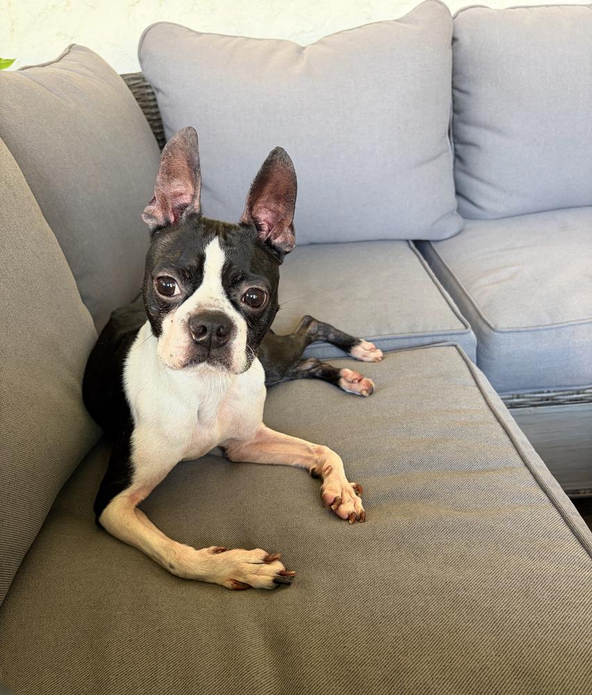 Enlarge Hank Junior  - 4774 Florida, a Adoptable Boston Terrier in Maryville, TN image 3/6