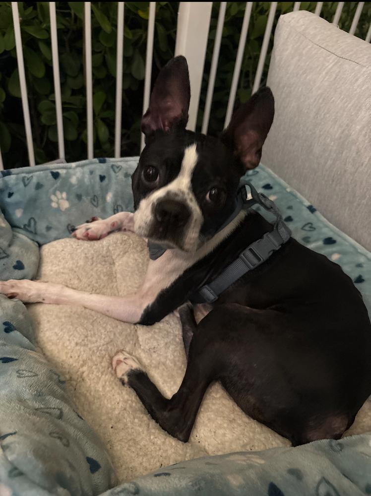 Enlarge Hank Junior  - 4774 Florida, a Adoptable Boston Terrier in Maryville, TN image 4/6