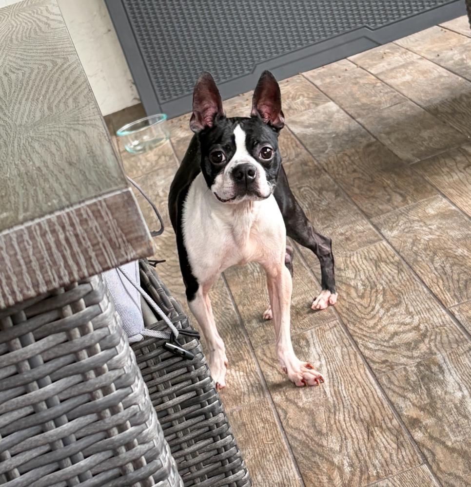 Hank Junior   thumbnail 6