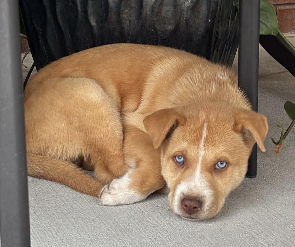 Ollie — thumbnail 3