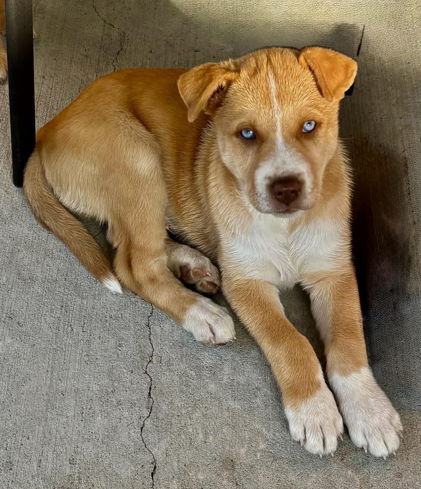 Ollie — thumbnail 4