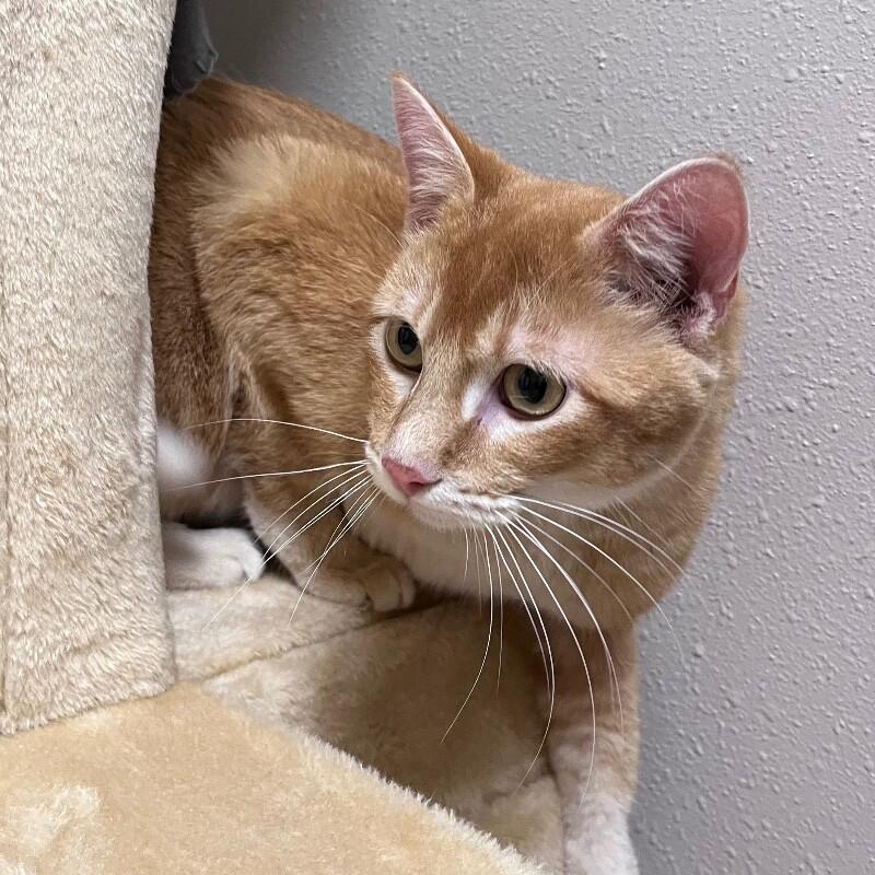 Tiny, Adoptable, Adult Male Domestic Short Hair.