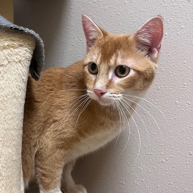 Enlarge Tiny, a Adoptable Domestic Short Hair in Yankton, SD image 2/4