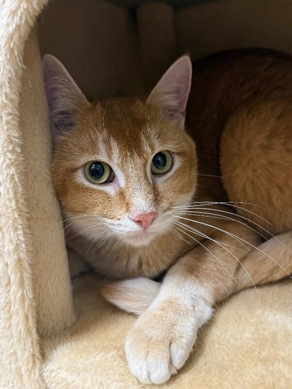 Enlarge Tiny, a Adoptable Domestic Short Hair in Yankton, SD image 3/4