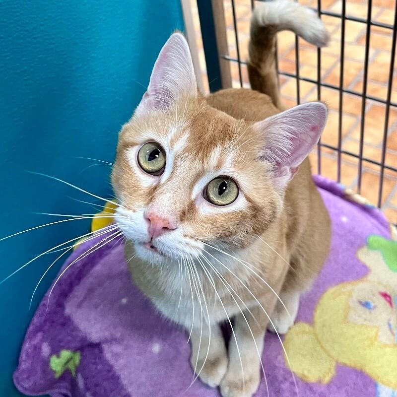 Enlarge Tiny, a Adoptable Domestic Short Hair in Yankton, SD image 4/4