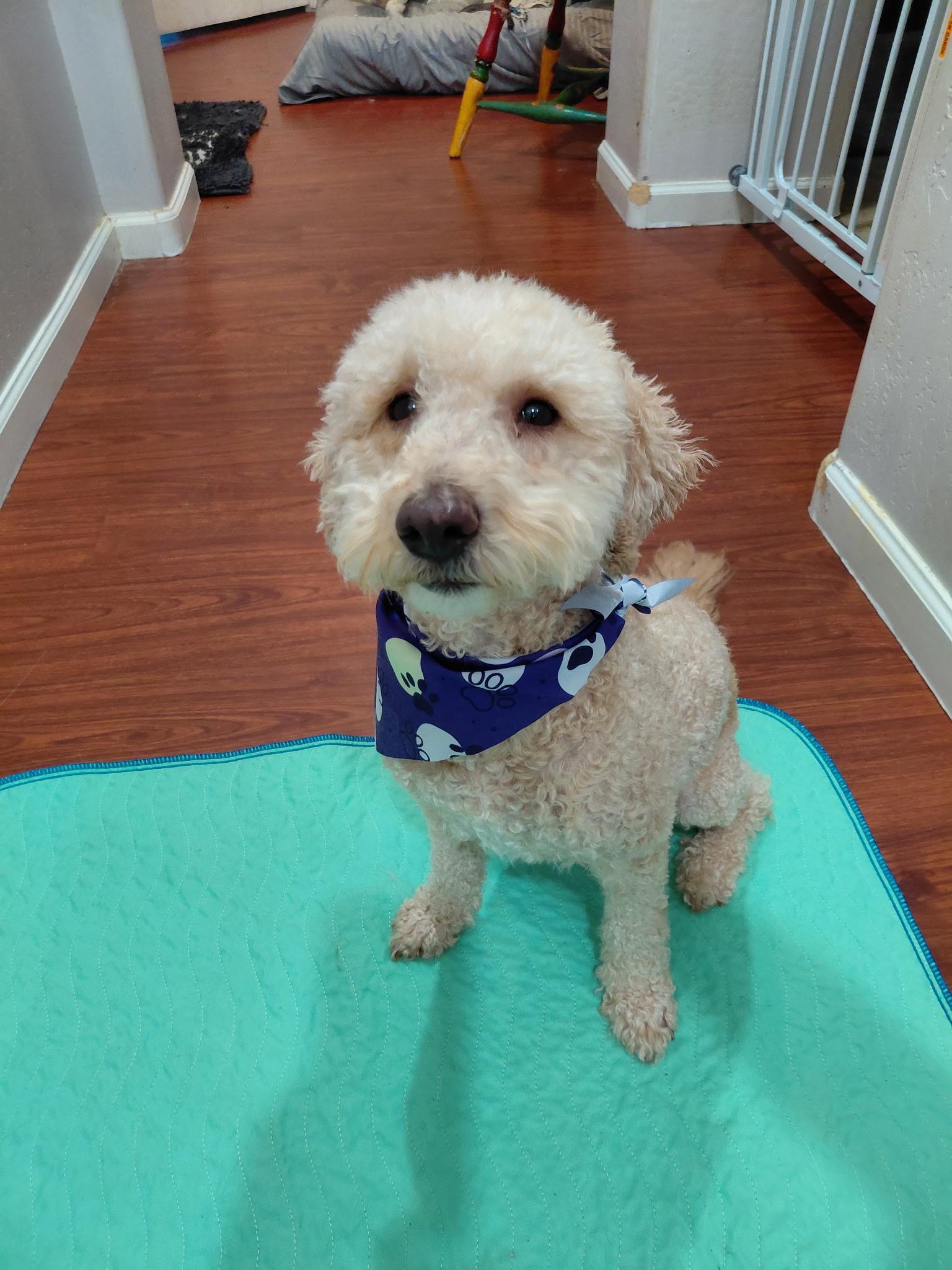 Enlarge Rhett, a Adoptable mixed breed in Oakland, CA image 3/4