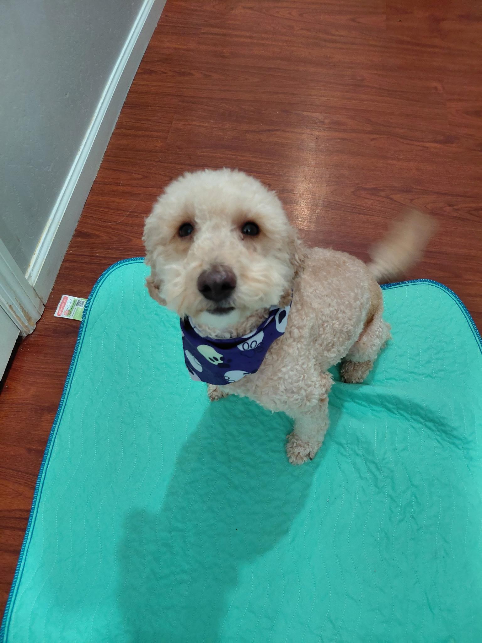 Enlarge Rhett, a Adoptable mixed breed in Oakland, CA image 2/4