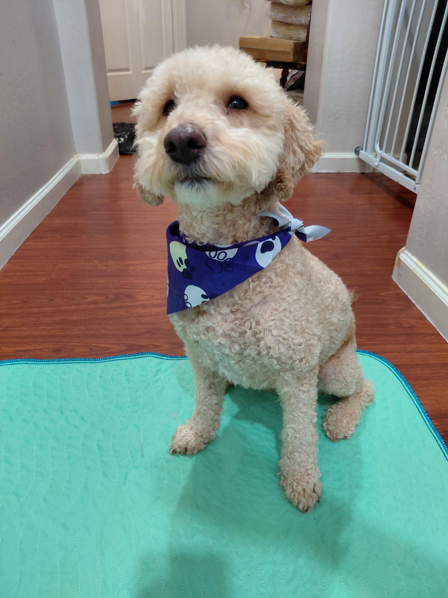 Rhett, Adoptable, Adult Male Miniature Poodle.