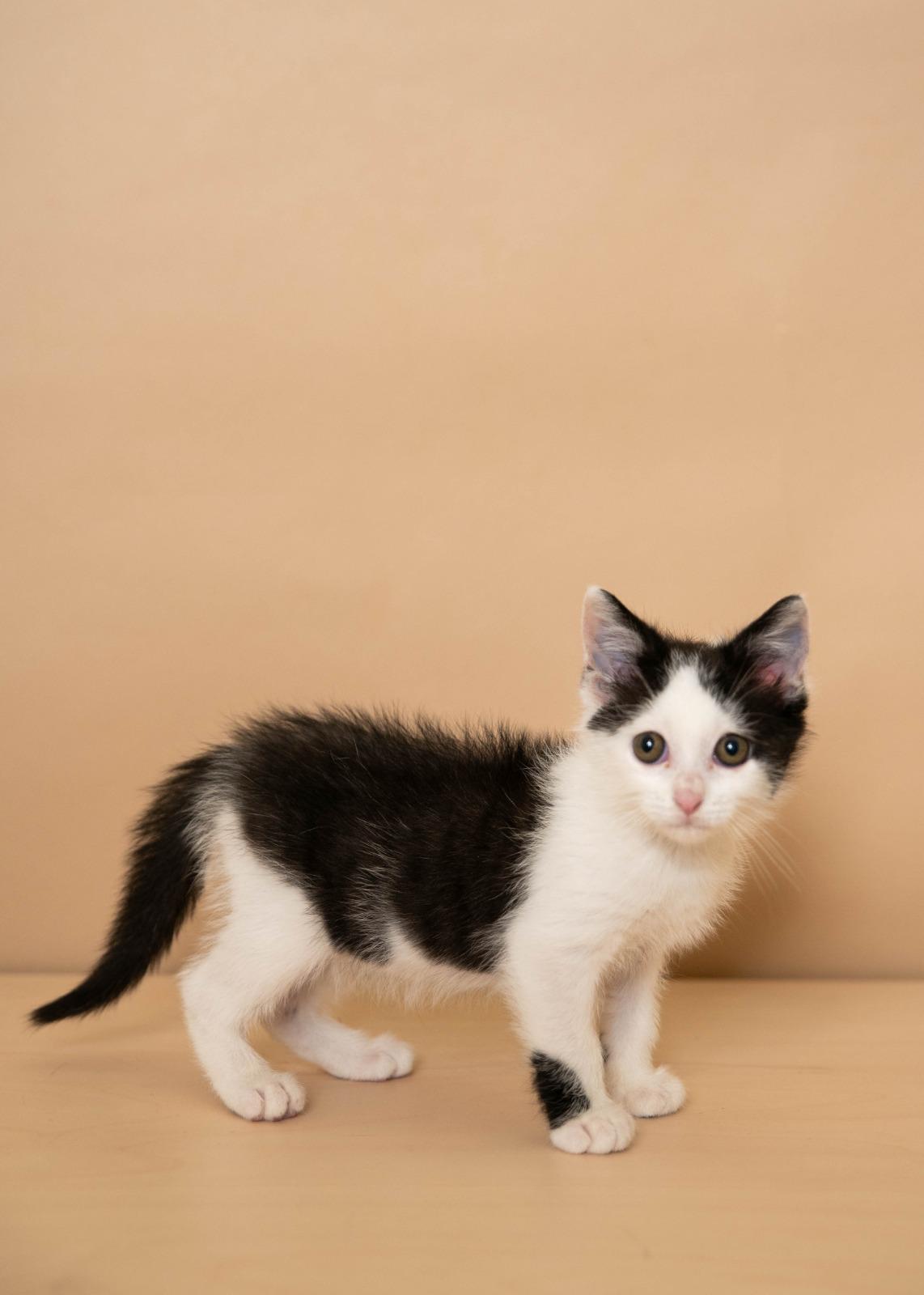 Enlarge Shavasana, a Adoptable mixed breed in Kissimmee, FL image 1/3