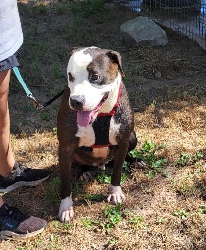 Buckeye, Adoptable, Adult Male Pit Bull Terrier.