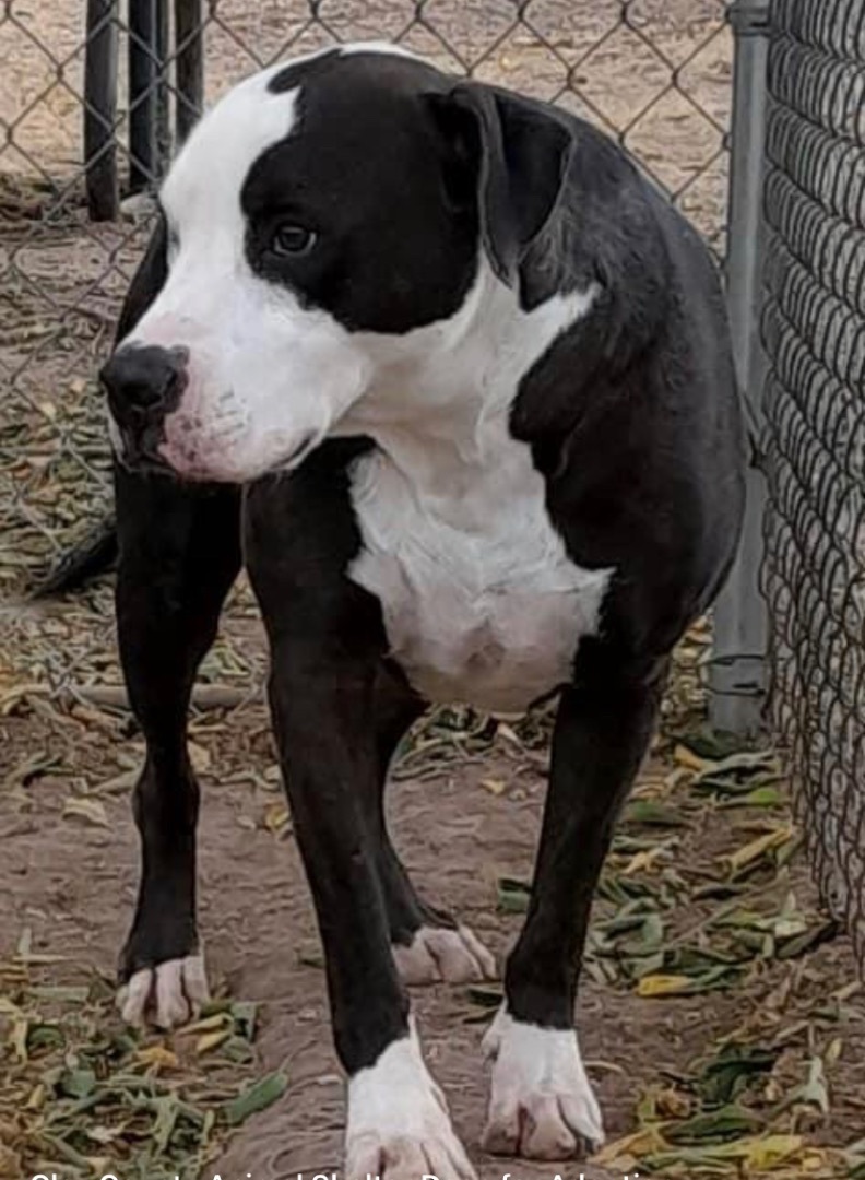 Buckeye, a Adoptable Pit Bull Terrier in Henrietta, TX image 3/6