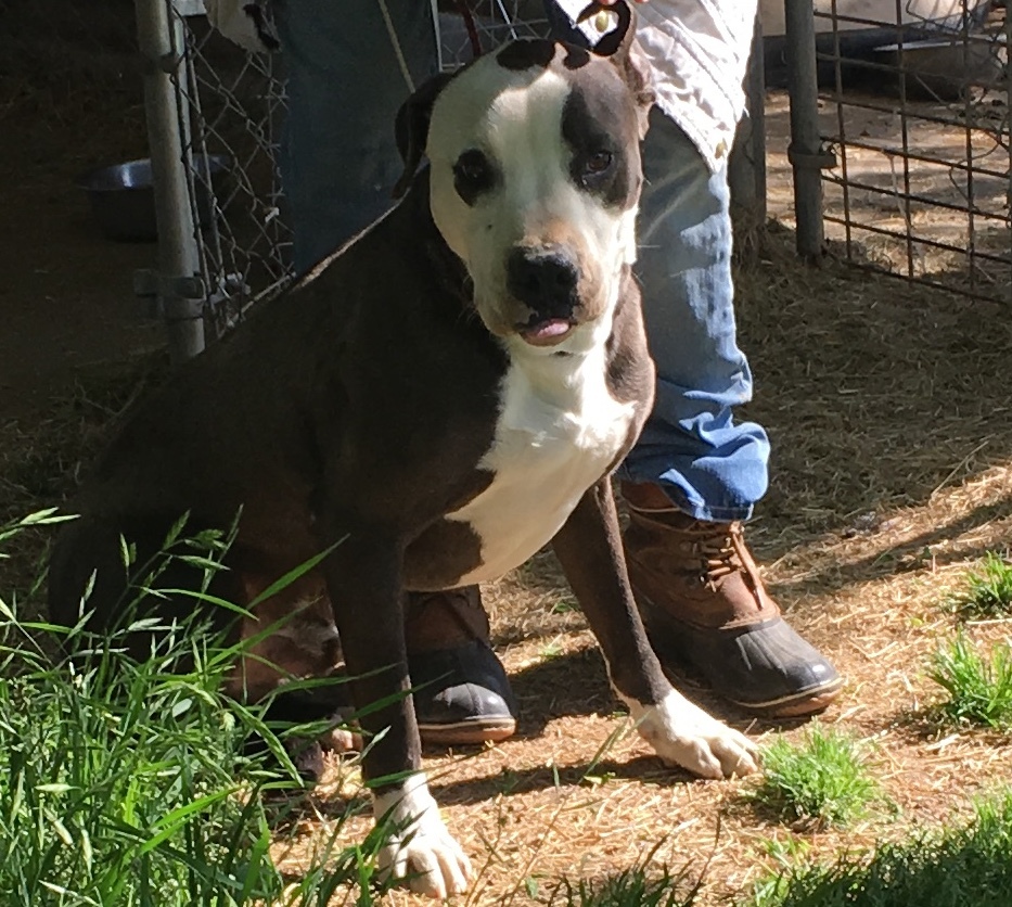 Buckeye, a Adoptable Pit Bull Terrier in Henrietta, TX image 4/6