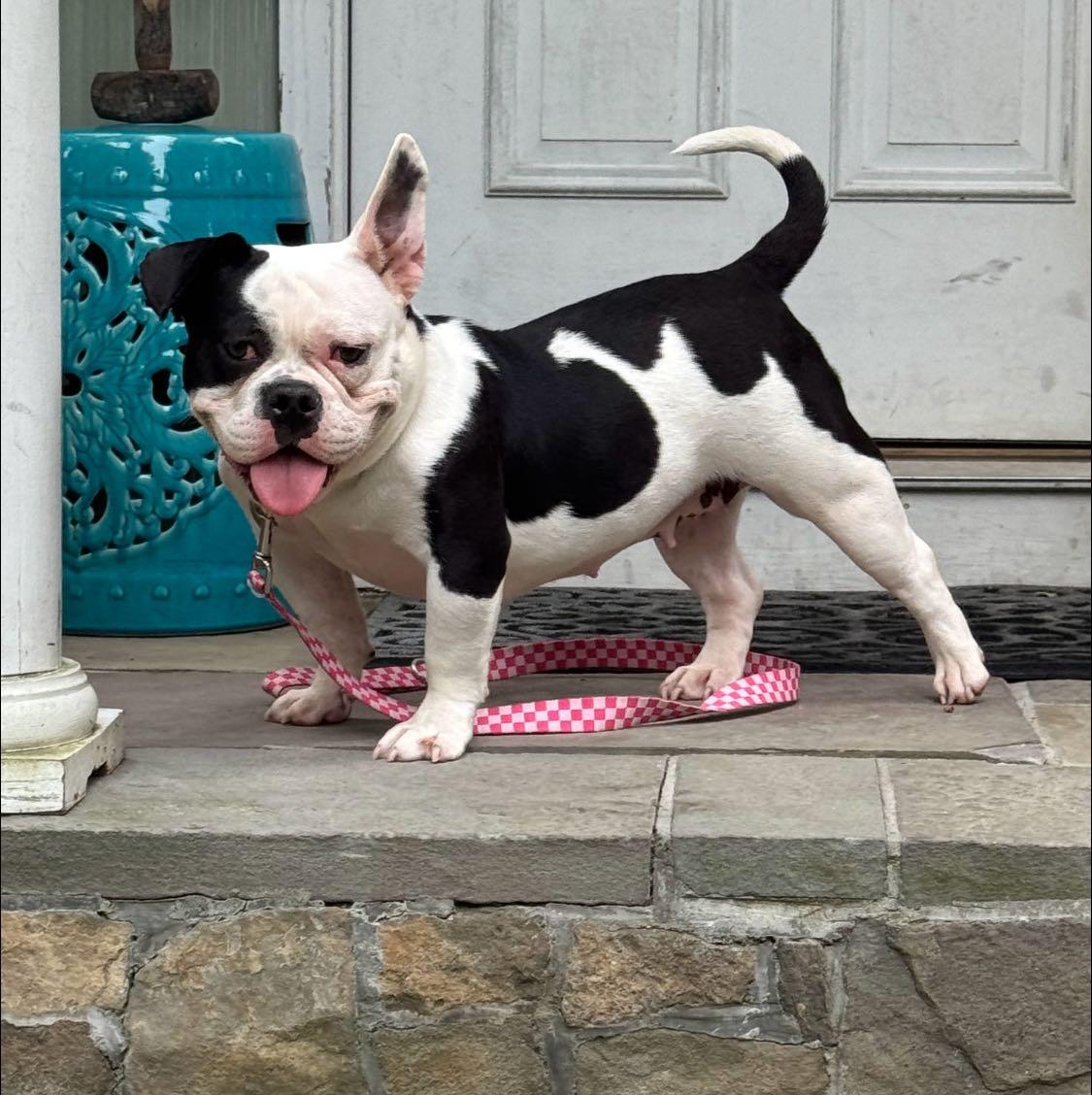 Penelope, Adopted, Adult Female American Bully.