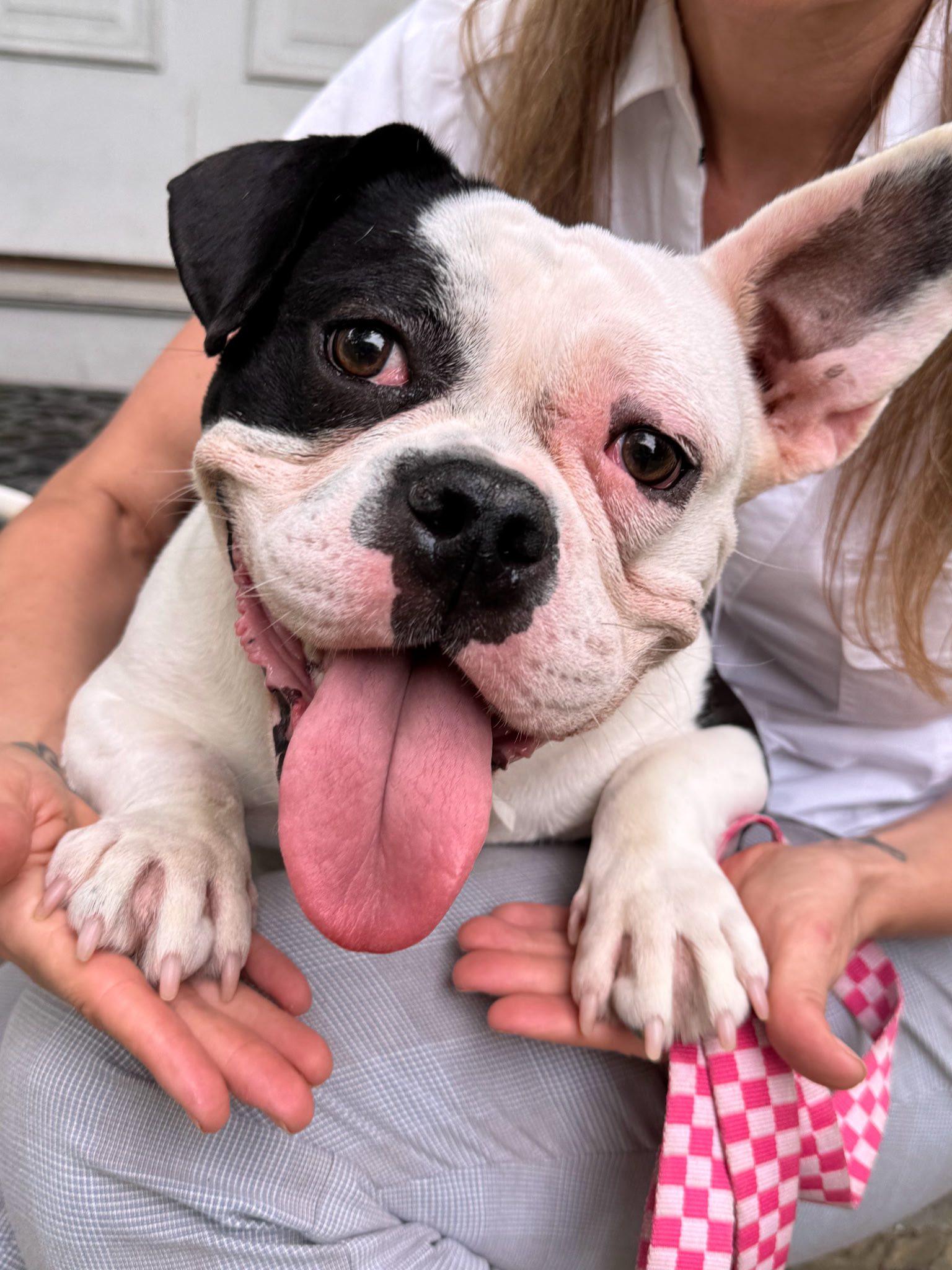 Enlarge Penelope, a Adopted mixed breed in Torrington, CT image 2/5