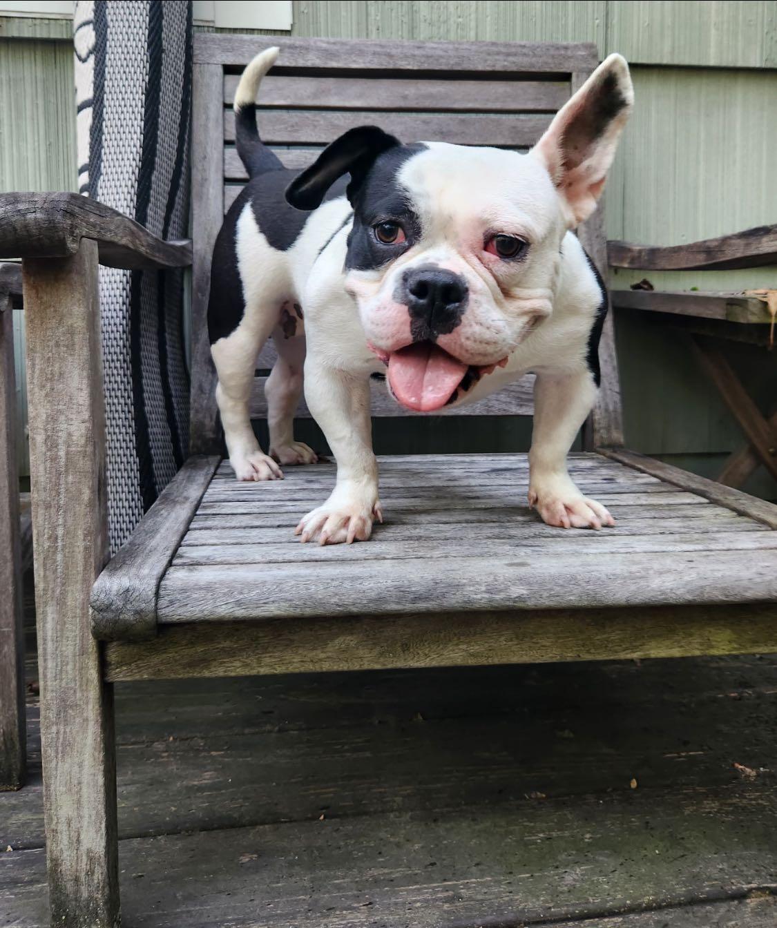 Enlarge Penelope, a Adopted mixed breed in Torrington, CT image 4/5