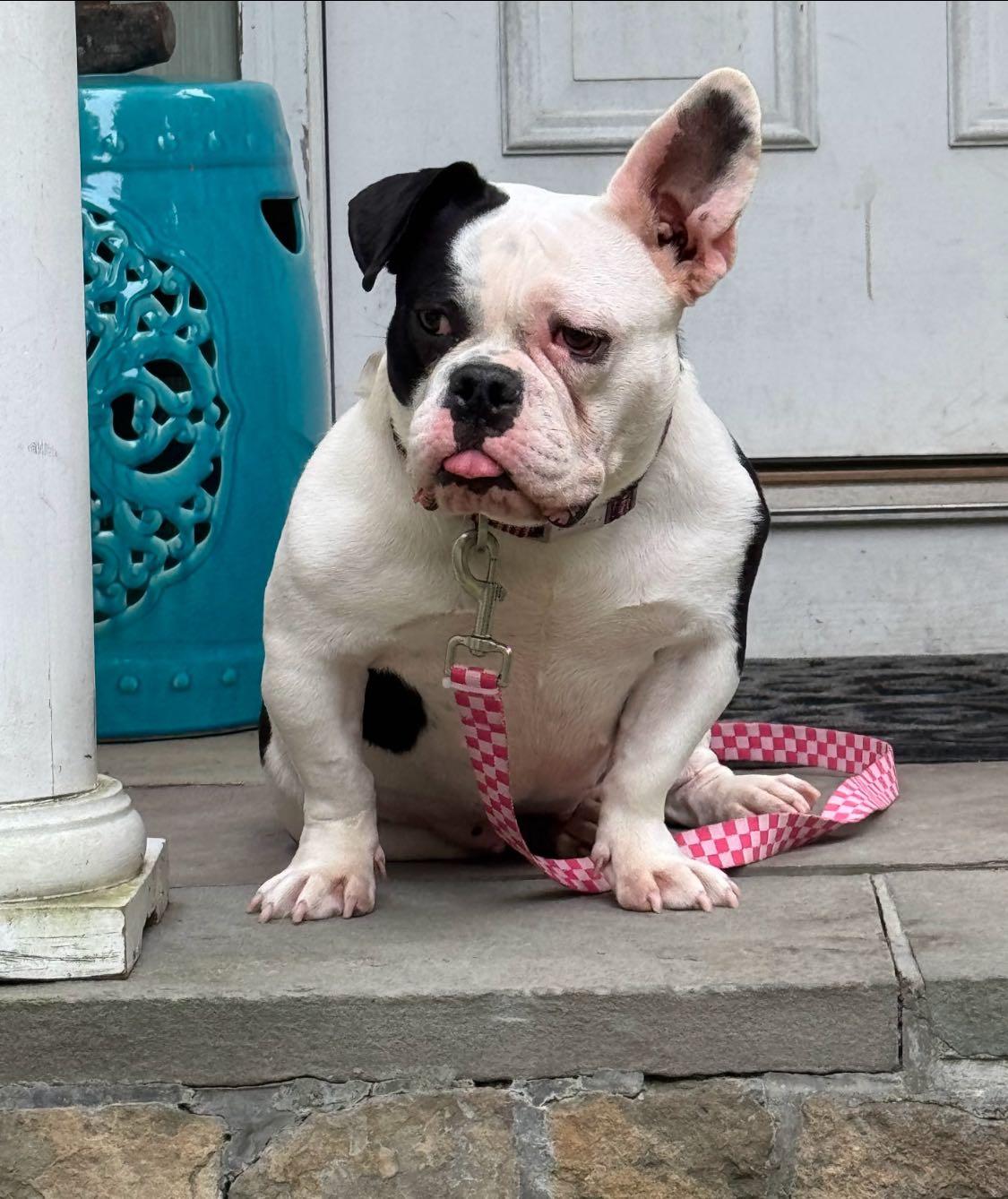 Enlarge Penelope, a Adopted mixed breed in Torrington, CT image 5/5