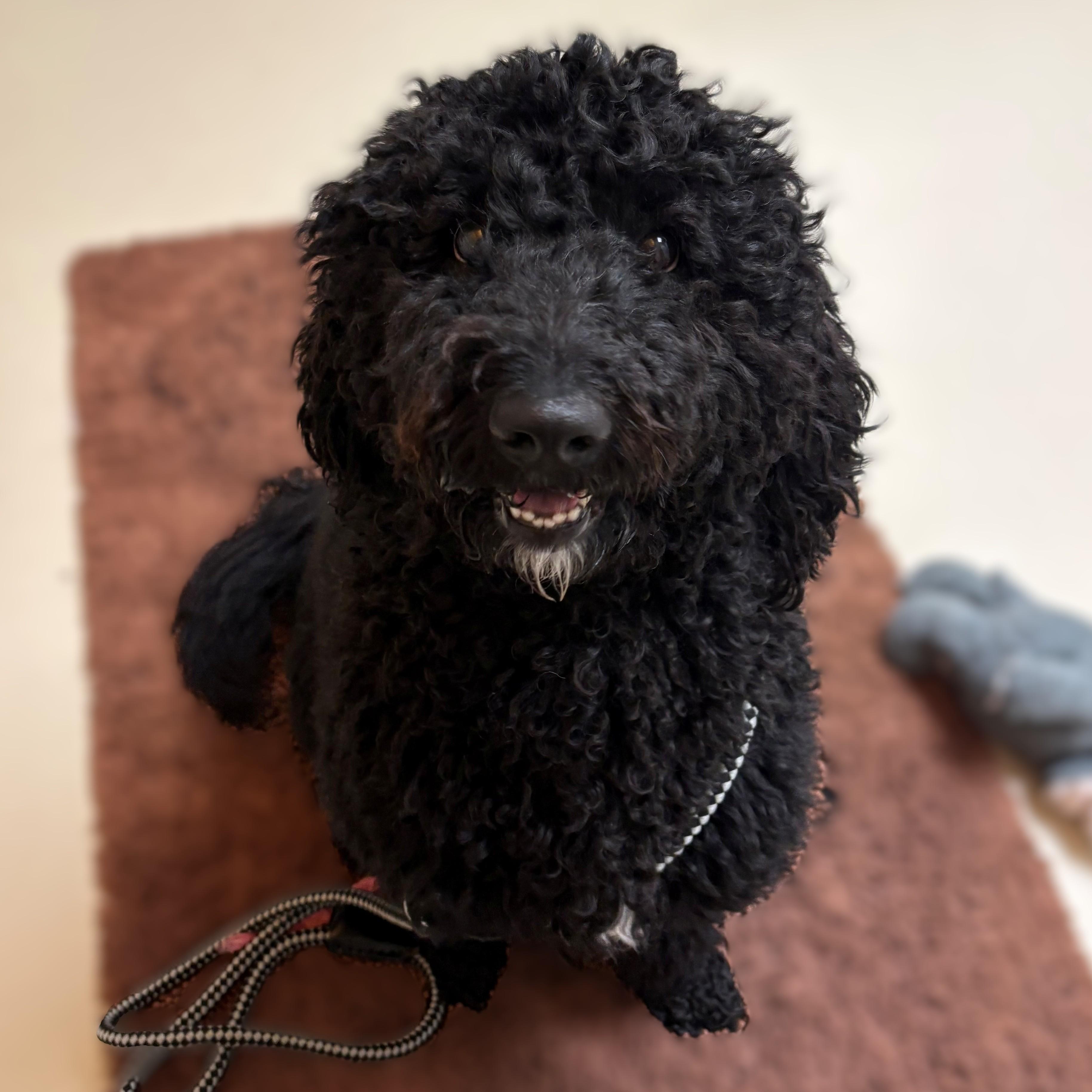 Enlarge Nico- #51221, an adopted Goldendoodle in Columbia, MD image 1/3
