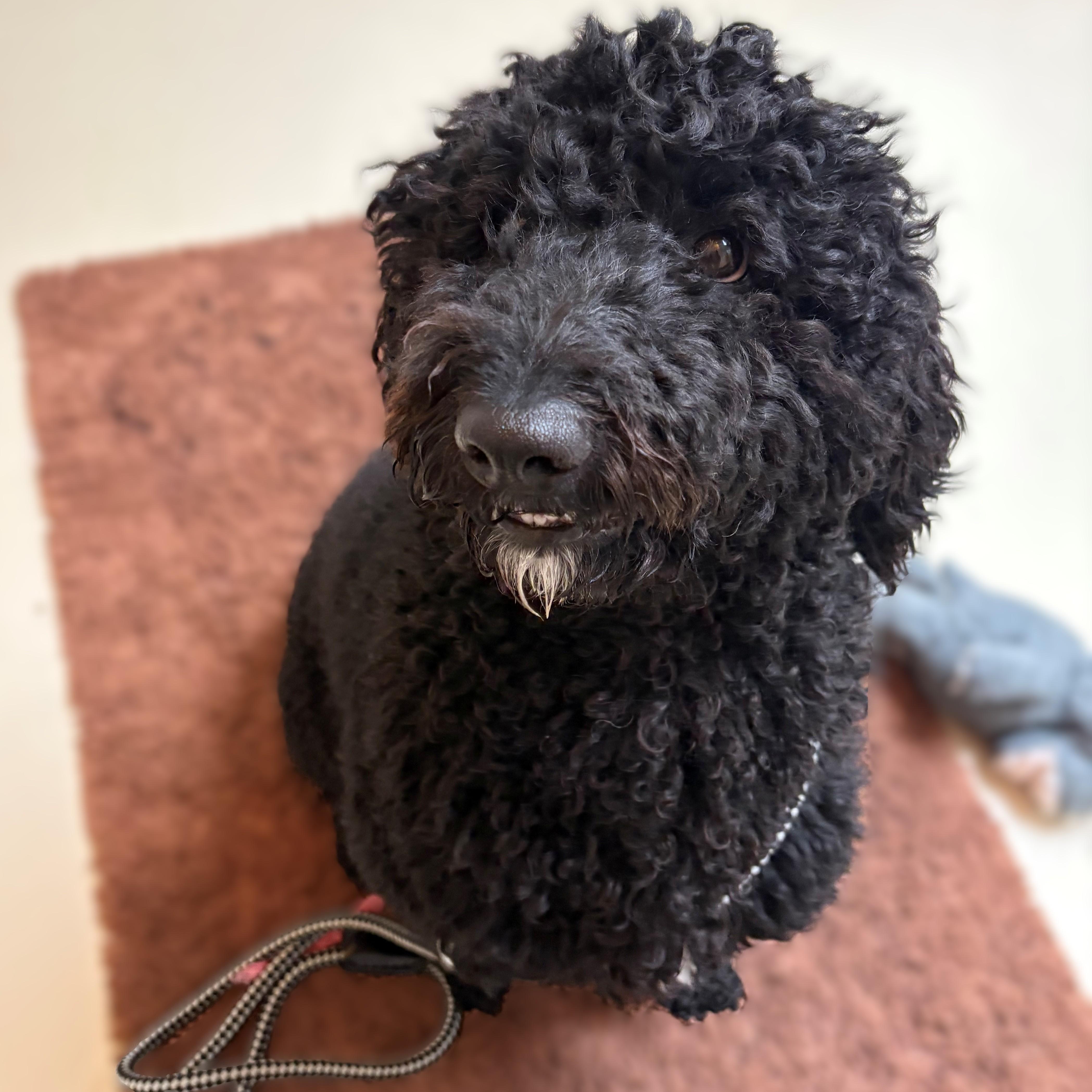 Enlarge Nico- #51221, an adopted Goldendoodle in Columbia, MD image 3/3