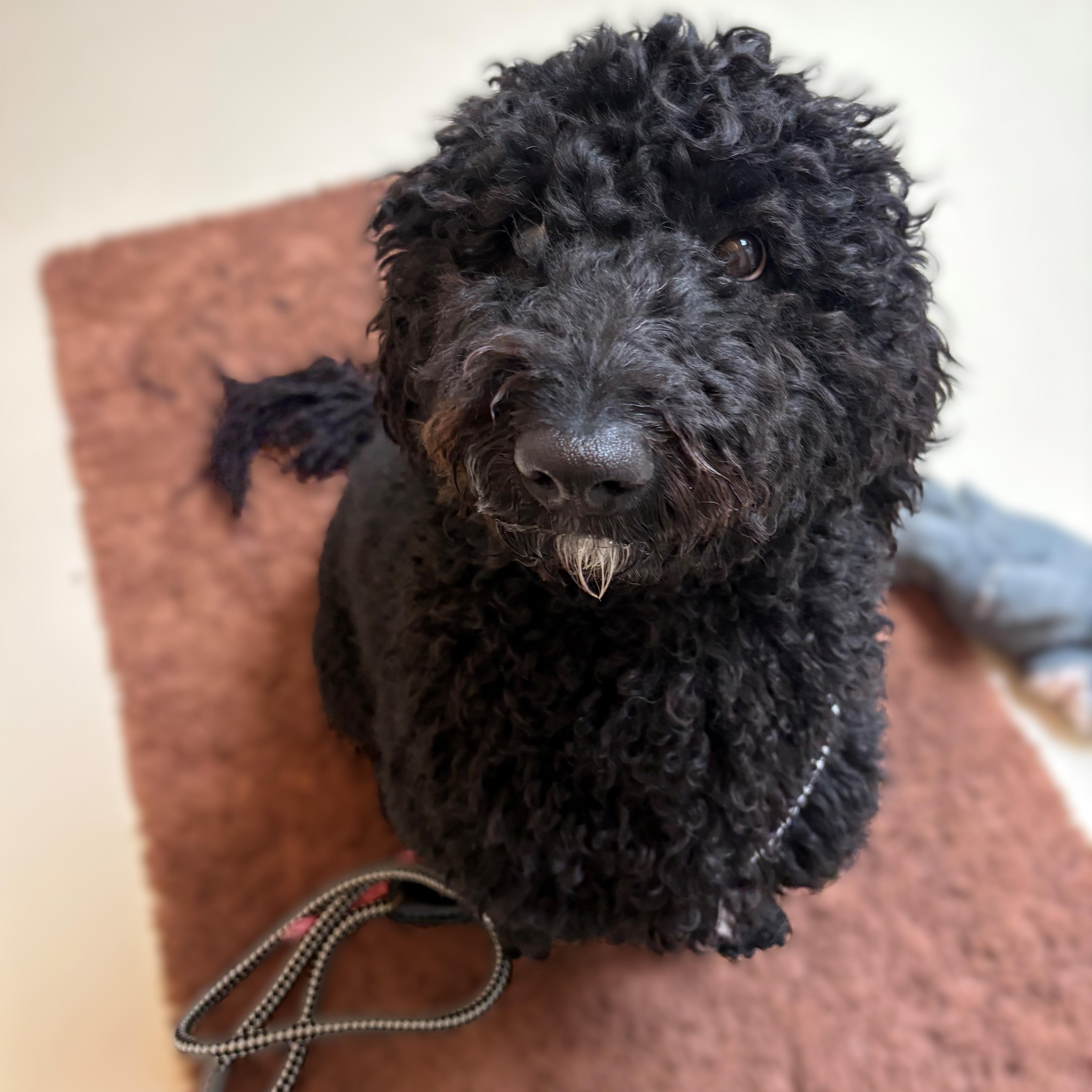 Enlarge Nico- #51221, an adopted Goldendoodle in Columbia, MD image 2/3