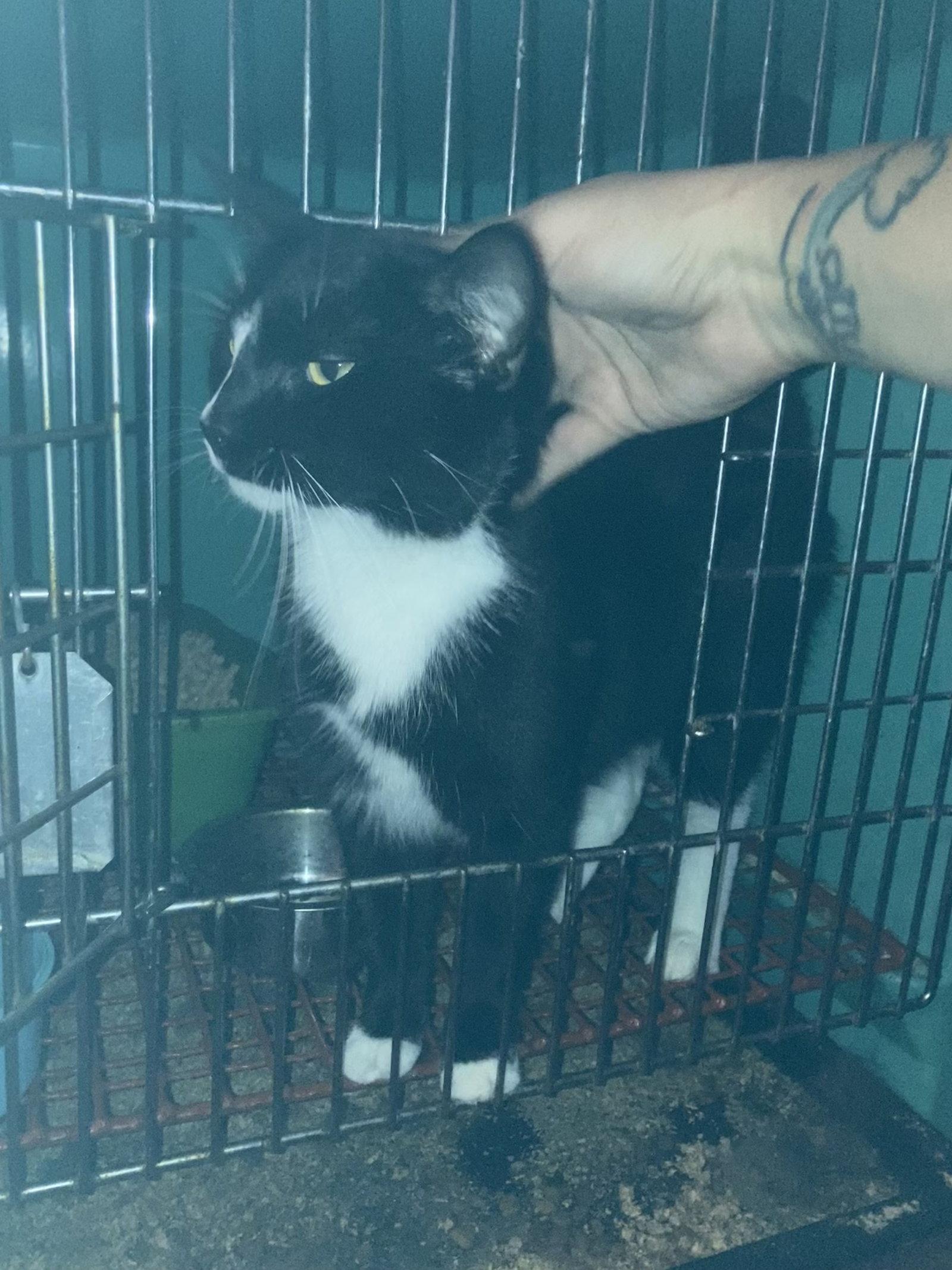 Sara, Adoptable, Adult Female Domestic Medium Hair.