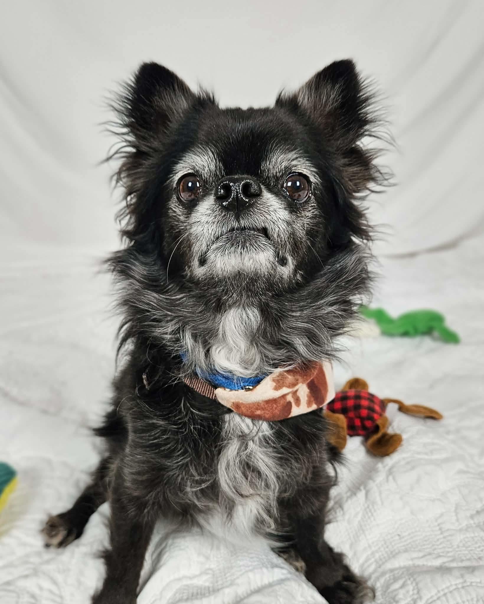 Riley, an adopted Chihuahua in New River, AZ image 6/6