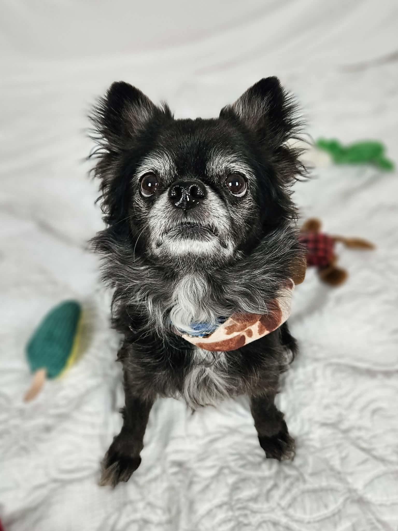 Riley, an adopted Chihuahua in New River, AZ image 4/6