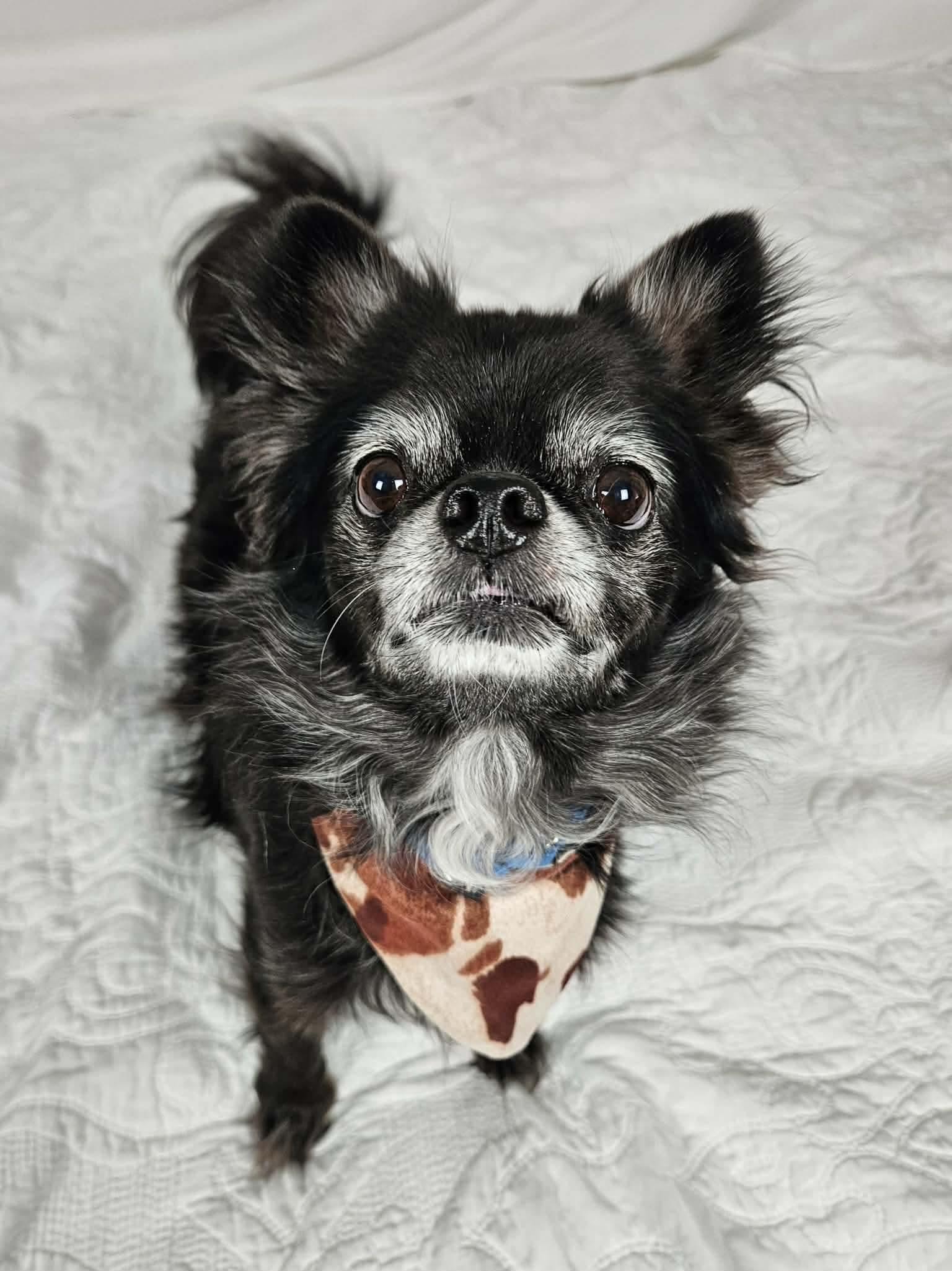 Riley, an adopted Chihuahua in New River, AZ image 5/6