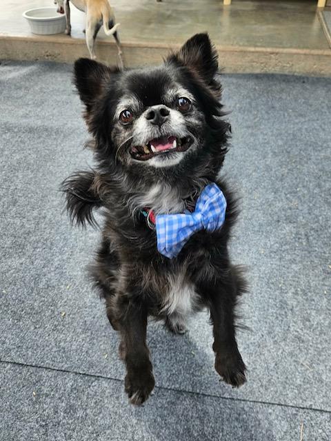 Riley, an adopted Chihuahua in New River, AZ image 1/6