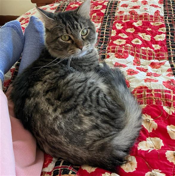 Enlarge SHAMROCK, a Adoptable Domestic Long Hair in Peoria, IL image 1/1