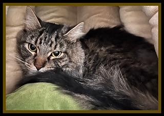 SHAMROCK, Adoptable, Young Male Domestic Long Hair.