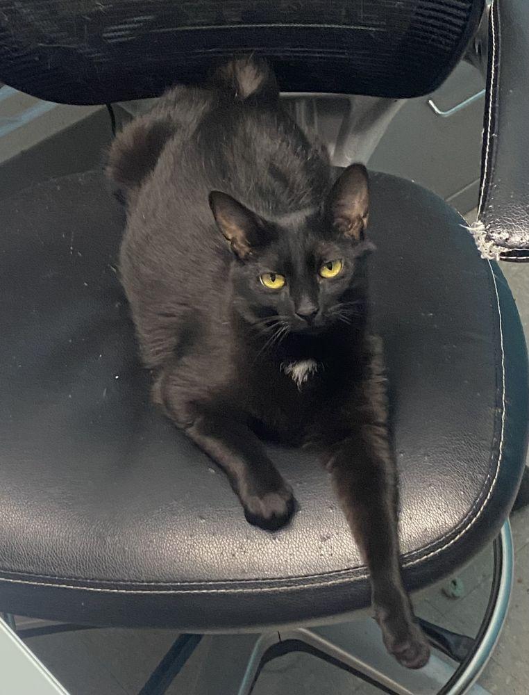 Maisy, Adoptable, Adult Female Domestic Short Hair.