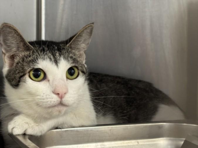 NATUSHKA, Adoptable, Young Female Domestic Short Hair.